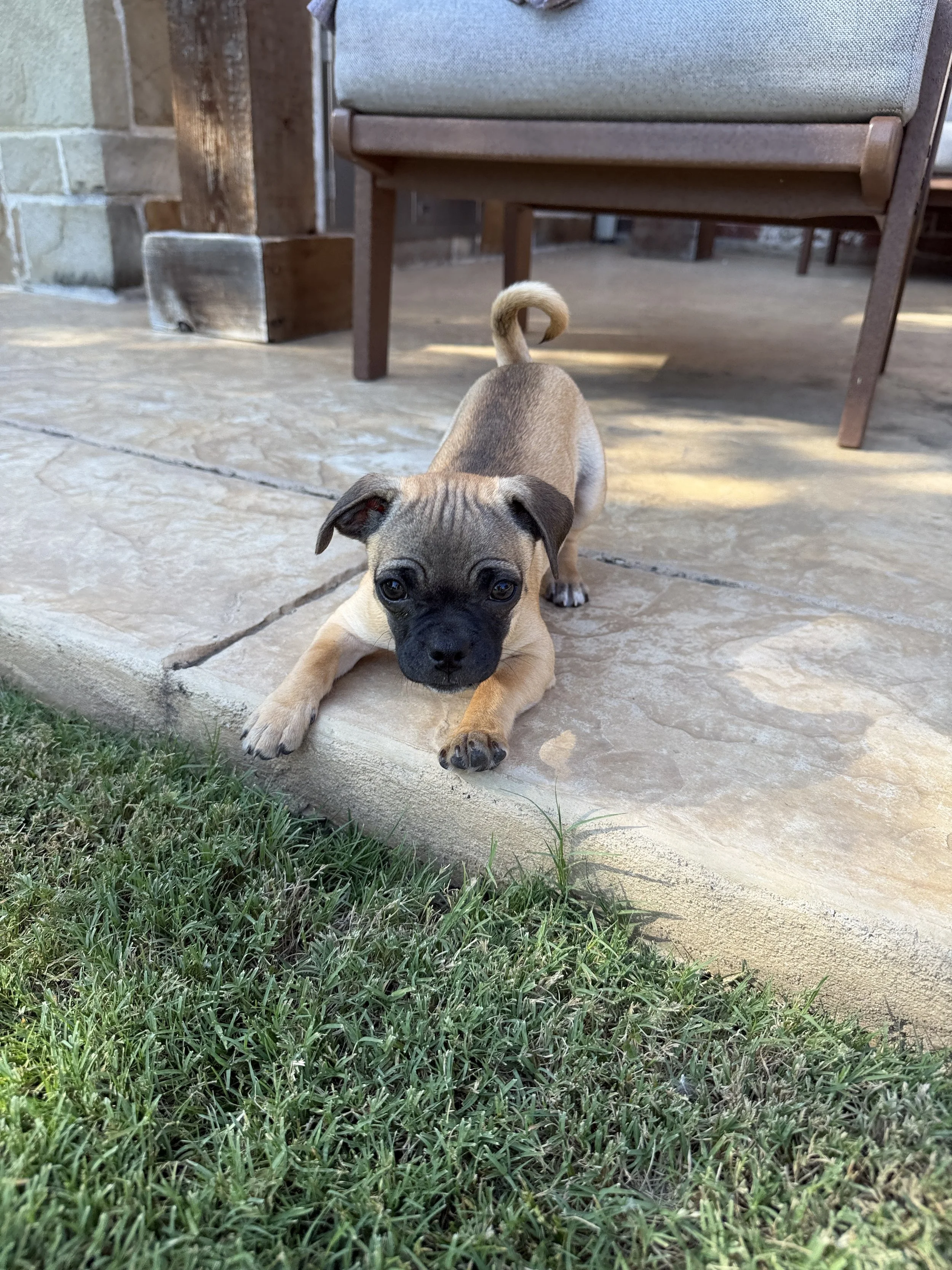 Pug Mix — Available Pugs | Adopt a Pug Now — DFW Pug Rescue